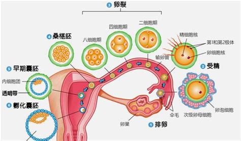 宫内宫外都看不到孕囊还出血